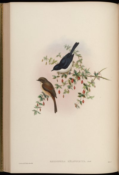 Rhodophila melanoleuca = Saxicola jerdoni ref by John Gould